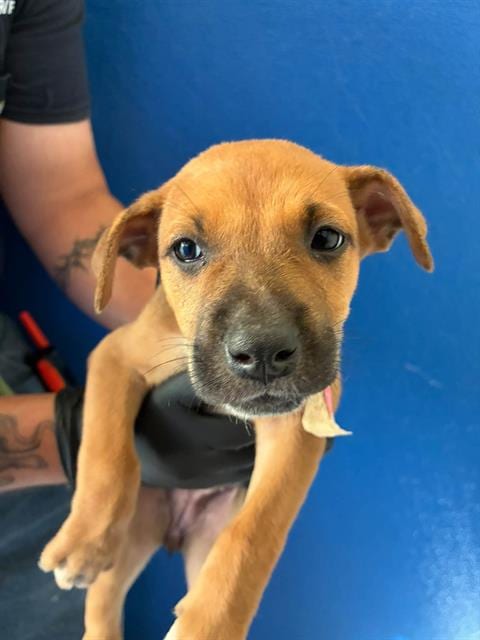 Photo of A256521, adoptable German Shepherd Dog in Visalia, California