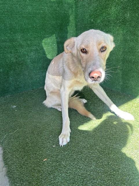 Photo of Lulu, adoptable Labrador Retriever in Lancaster, California