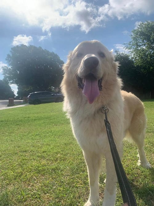 Photo of Thor, adoptable Great Pyrenees in Dallas, Texas