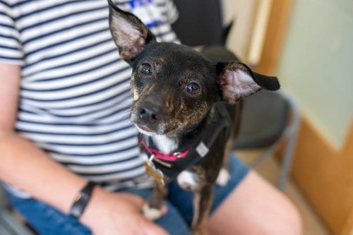 Photo of Chicken Nugget, adoptable Chihuahua in Mundelein, Illinois
