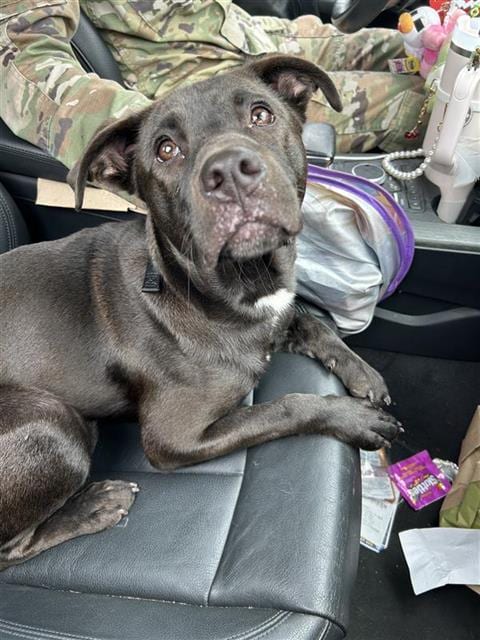 Photo of Gizmo, adoptable Labrador Retriever in San Antonio, Texas