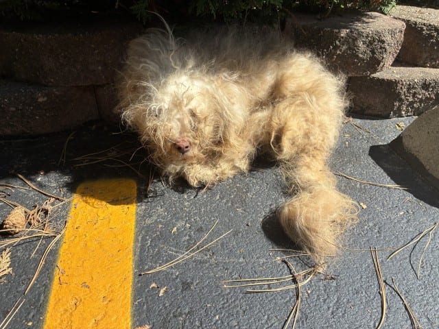 Photo of Teddy, adoptable Maltese in Chicago, Illinois