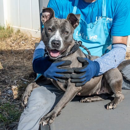 Photo of Sienna, adoptable dog in Chamblee, Georgia