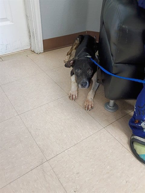 Photo of Ripley, adoptable Rat Terrier in Killeen, Texas