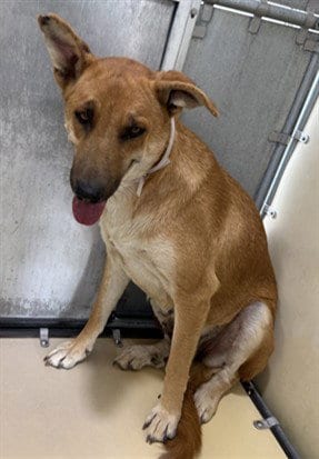 Photo of Maisy, adoptable German Shepherd Dog in Lancaster, California