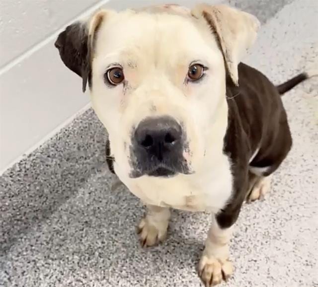 Photo of Missy, adoptable Pit Bull Terrier in Houston, Texas