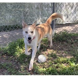 Photo of Buster, adoptable German Shepherd Dog Husky in Texas City, Texas