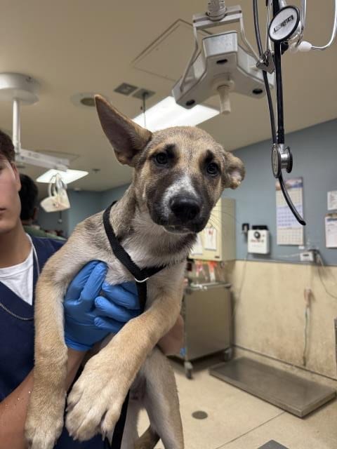 Photo of Starfire, adoptable German Shepherd Dog in Riverside, California