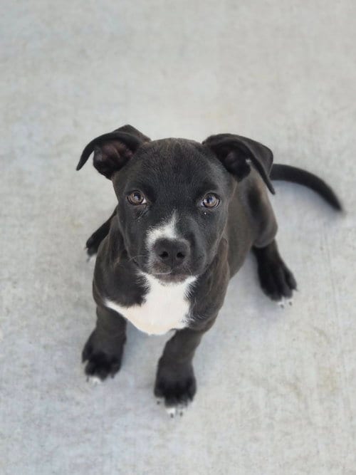 Photo of Monet, adoptable Pit Bull Terrier in Bolivar, Missouri