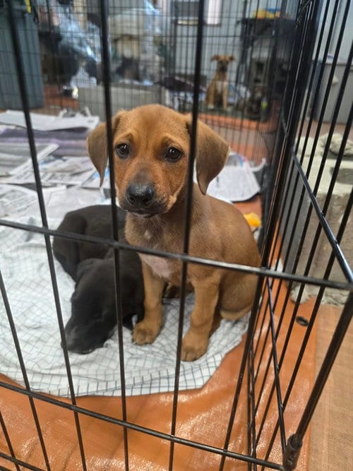 Photo of Rita (NY-Sarah), adoptable Labrador Retriever in SHERBURNE, New York