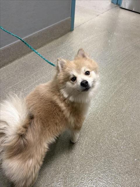 Photo of Snuff-A-Luf, adoptable Pomeranian in Las Vegas, Nevada