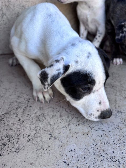 Photo of A481451, adoptable Catahoula Leopard Dog in Oklahoma City, Oklahoma