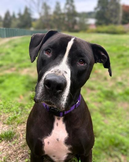 Photo of Mateo, adoptable Great Dane/Bullmastiff in Auburn, Washington