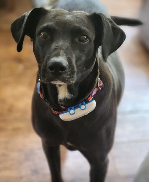 Photo of Audra, adoptable Labrador Retriever in oakland, Florida