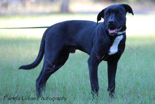 Photo of Mark, adoptable Labrador Retriever in Sheridan, Texas
