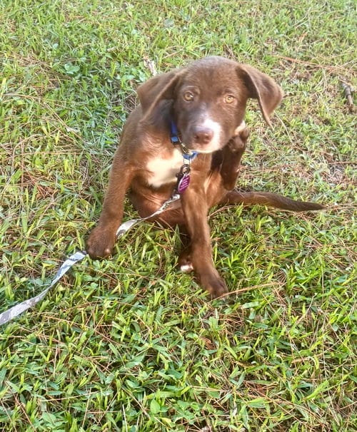 Photo of Wally, adoptable Labrador Retriever in Royal Palm Beach, Florida