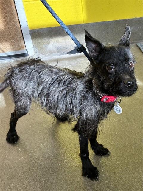 Photo of Dolly Pawton, adoptable Scottish Terrier Scottie in Forestville, Maryland