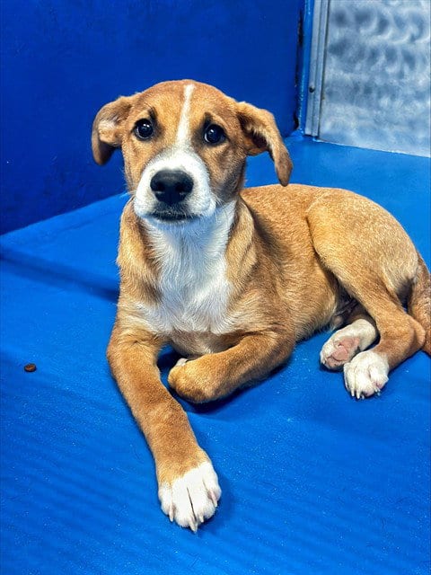 Photo of Theo, adoptable Labrador Retriever in Bakersfield, California