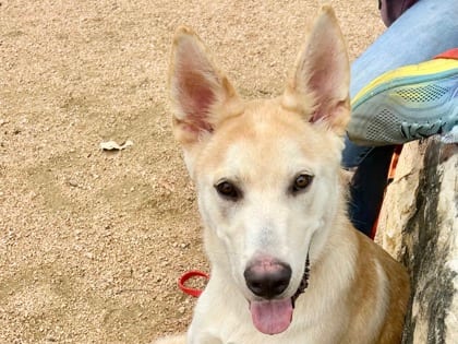 Photo of Kennedy, adoptable dog in Georgetown, Texas