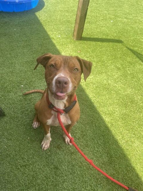 Photo of Posey, adoptable Pit Bull Terrier in St. Cloud, Florida