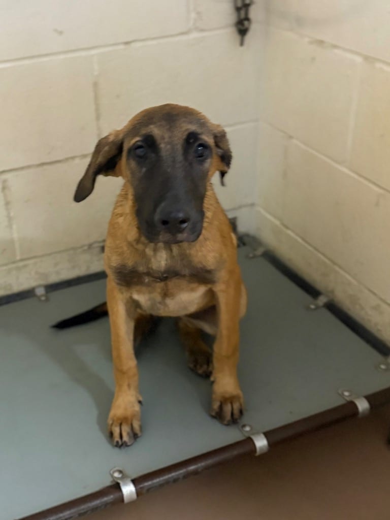Photo of Snooter, adoptable Hound in Nacogdoches, Texas