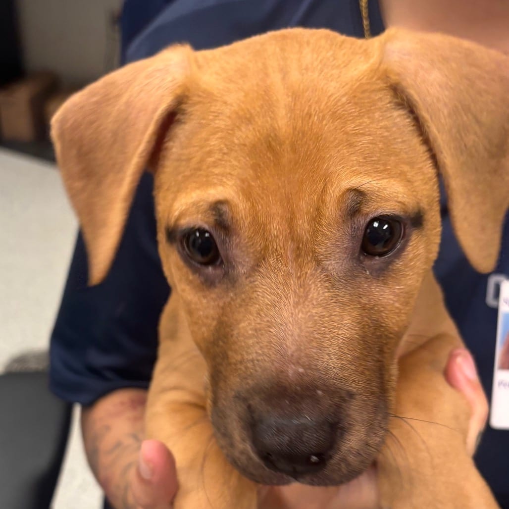 Photo of Odie, adoptable Terrier, Pit Bull in Spartanburg, South Carolina