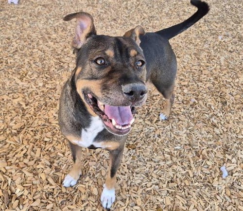 Photo of Xepner, adoptable American Staffordshire Terrier in Albuquerque, New Mexico