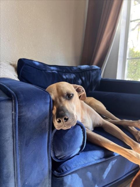 Photo of Junie, adoptable Pit Bull Terrier in Las Vegas, Nevada