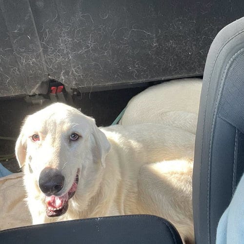 Photo of Robert the Bruce, adoptable Akbash in Whitewright, Texas