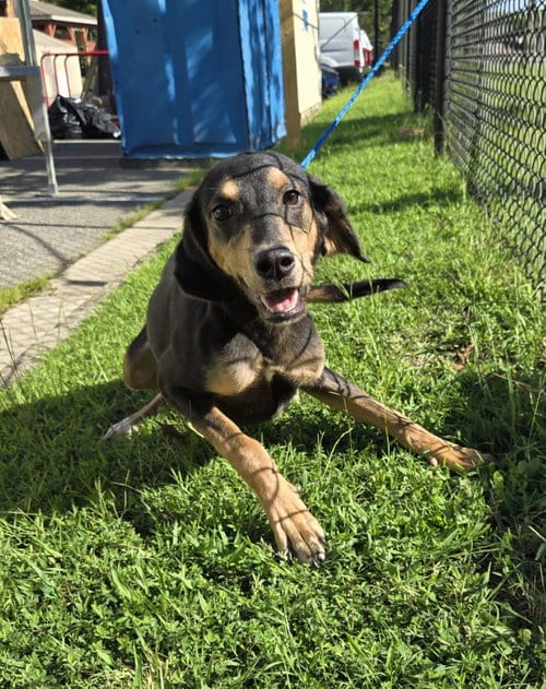 Photo of DA 30 Selina, adoptable Hound in Glen Allen, Virginia