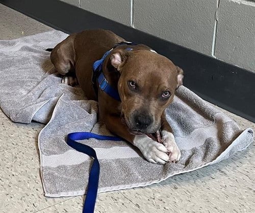 Photo of Sonar, adoptable Pit Bull Terrier in Boston, Massachusetts