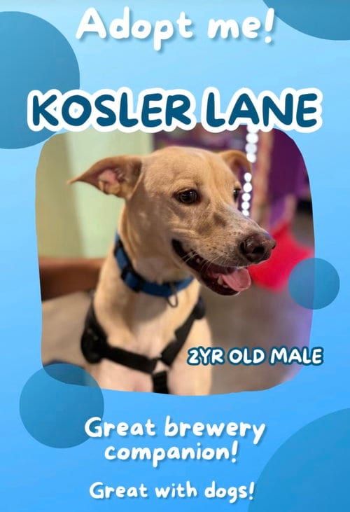 Photo of Kosler Lane, adoptable Shepherd in Rosenberg, Texas