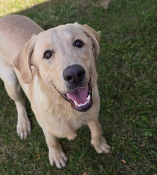 Photo of Riggs, adoptable Labrador Retriever in Sedalia, Colorado