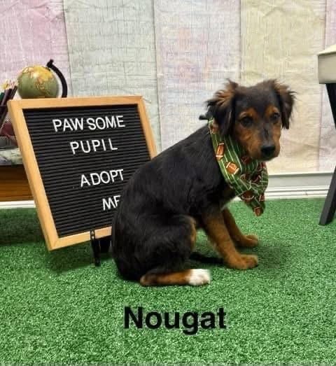 Photo of Nougat, adoptable Terrier in Springdale, Pennsylvania