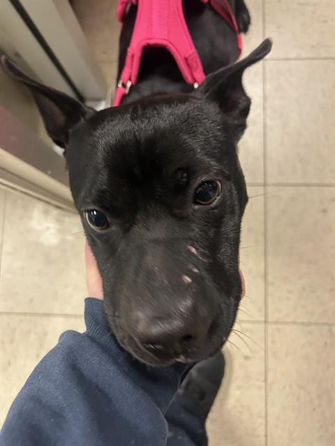 Photo of Russell, adoptable Pit Bull Terrier in Stockton, California