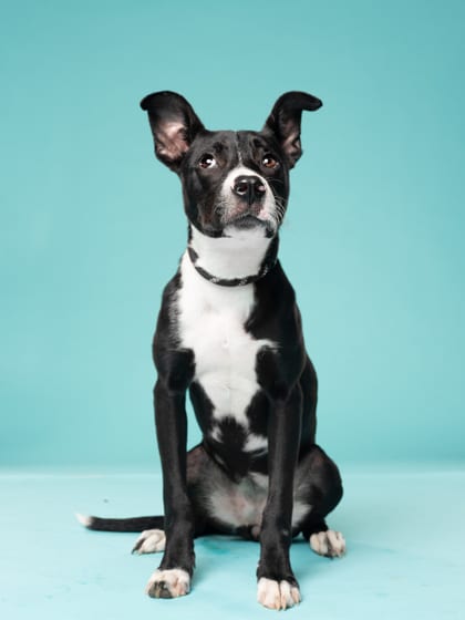 Photo of Roxxie, adoptable dog in Atlanta, Georgia