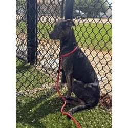 Photo of Bean, adoptable Mixed Breed (Medium) in Baton Rouge, Louisiana