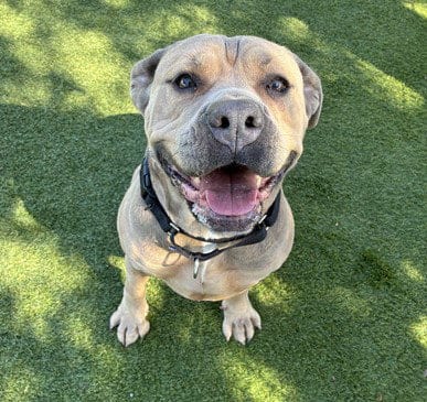 Photo of Queenie, adoptable Rottweiler in Martinez, California