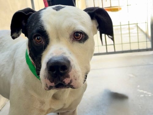 Photo of Morgan, adoptable American Bulldog in Van Nuys, California