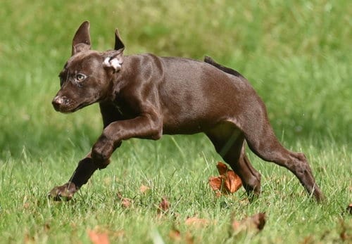 Photo of Fossa, adoptable Chocolate Labrador Retriever in Mechanicsburg, Pennsylvania