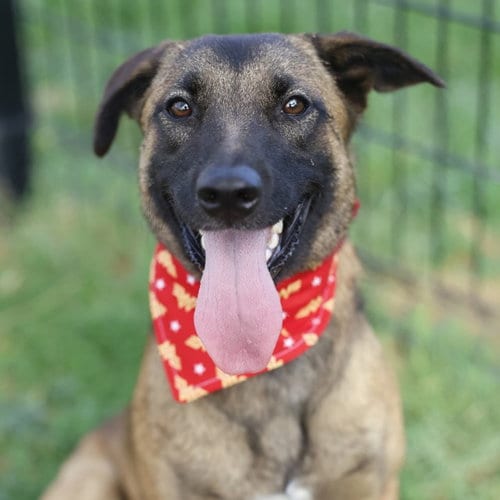 Photo of Ginger, adoptable Belgian Shepherd Malinois in San Antonio, Texas