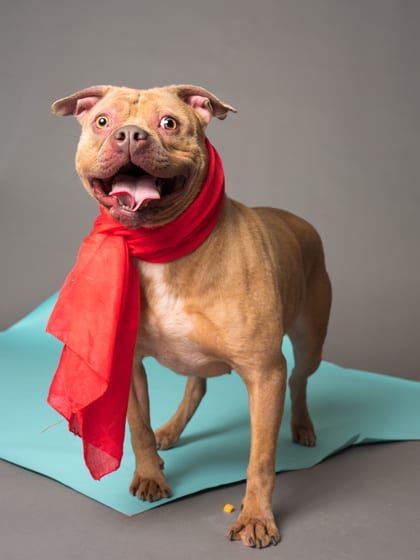 Photo of Surprise, adoptable dog in Atlanta, Georgia