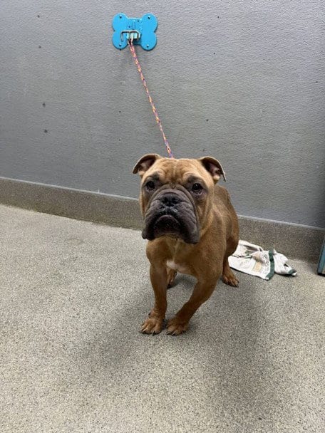 Photo of Bruce, adoptable Bulldog in Las Vegas, Nevada