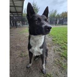 Photo of Athena, adoptable Australian Cattle Dog in Jurupa Valley, California
