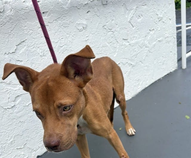 Photo of Spike, adoptable Terrier in Miami, Florida