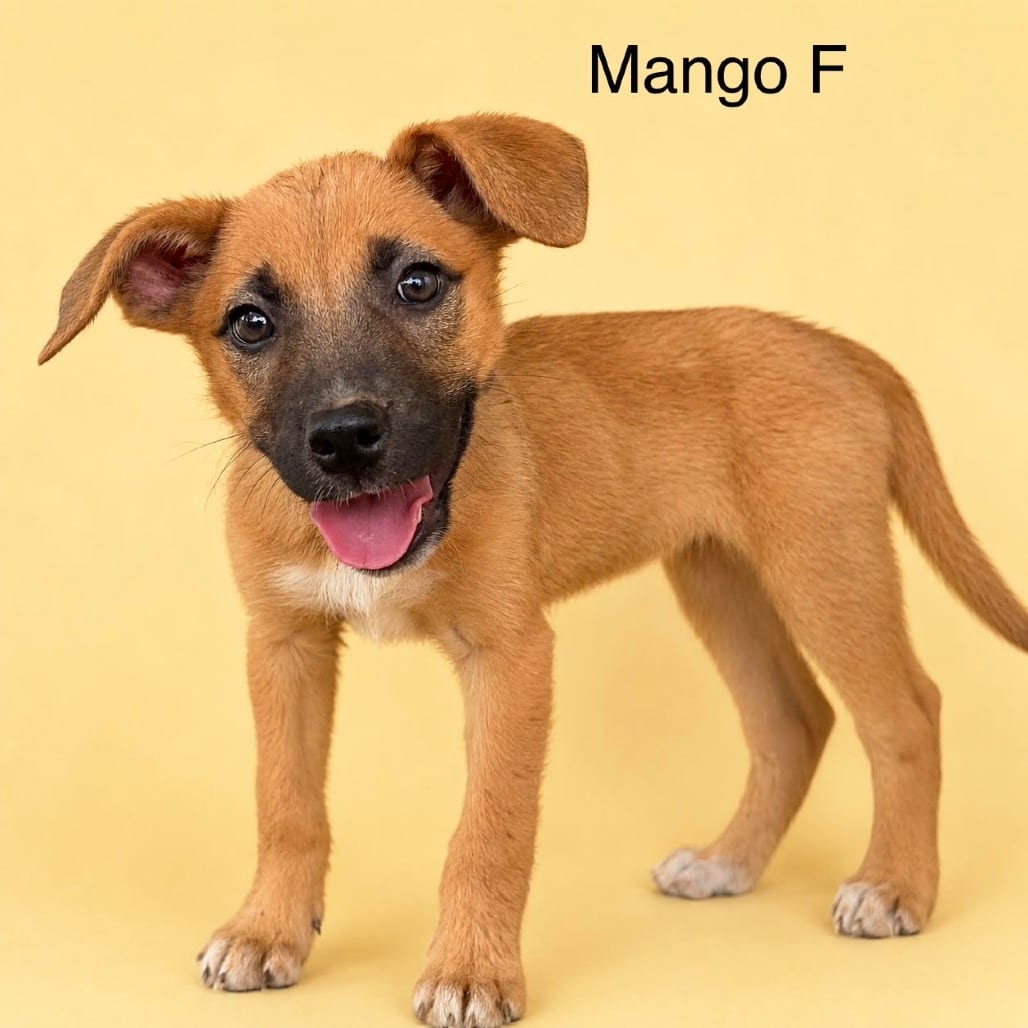Photo of Mango, adoptable Mixed Breed (Medium) in Bend, Oregon