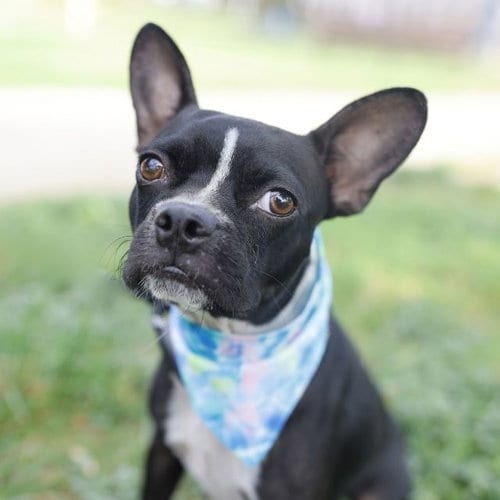 Photo of Jackie, adoptable Boston Terrier in San Antonio, Texas