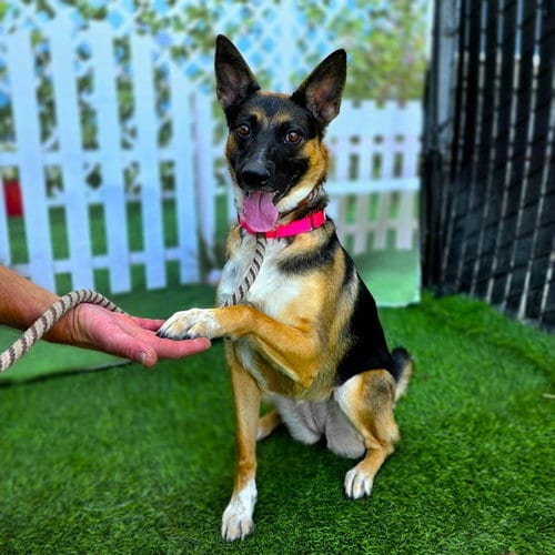 Photo of Malaika, adoptable German Shepherd Dog in Long Beach, California