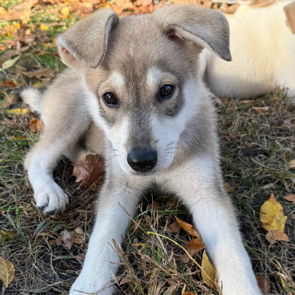 Photo of Theodore, adoptable Mixed Breed (Medium) in Buffalo, Minnesota