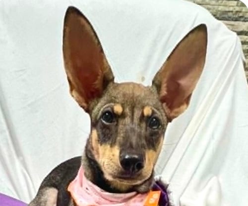 Photo of Clare, adoptable Mountain Dog in San Ramon, California